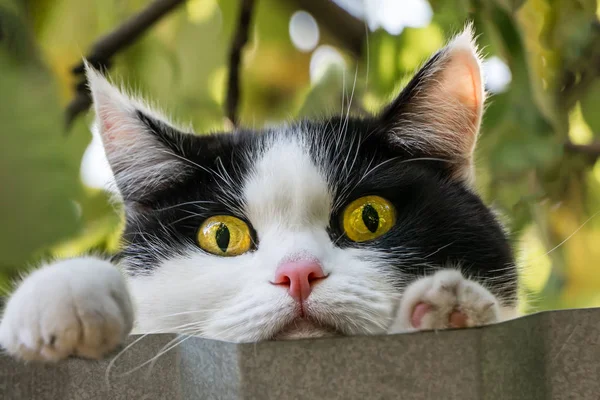 Ritratto di un divertente giovane gatto bianco e nero con grandi occhi gialli è sullo sfondo verde sfocato dietro recinzione grigio metallo — Foto Stock