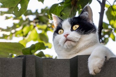 Büyük sarı gözlü eğlenceli bir genç siyah beyaz kedi portresi metal gri çit arkasında bulanık yeşil arka plan üzerinde