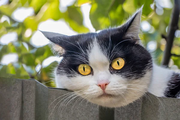 Porträtt av en rolig ung svart och vit katt med stora gula ögon är på suddig grön bakgrund bakom Metal Gray staket — Stockfoto