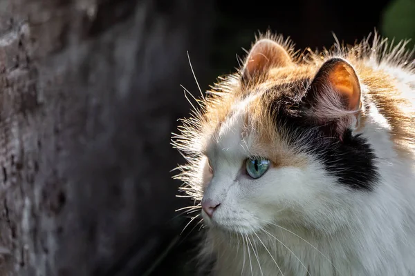 Portrait d'un beau chat adulte aux cheveux longs et duveteux de trois couleurs aux yeux bleus et au nez rose est à la lumière du soleil sur un fond gris flou — Photo