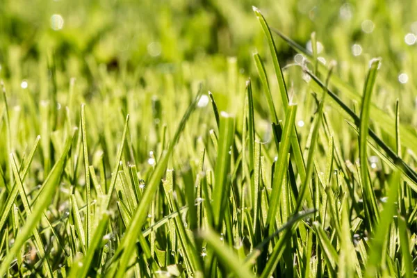 Vacker horisontell grön konsistens av vått gräs med vatten droppar efter regn på sommaren med bokeh ljus — Stockfoto