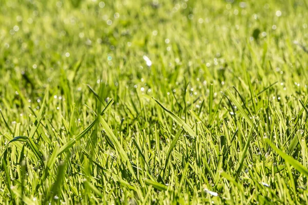 Textura verde horizontal bonita de grama molhada com gotas de água após a chuva no verão com luz bokeh — Fotografia de Stock