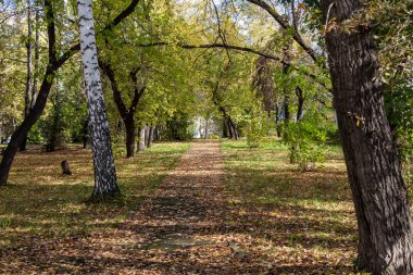 Issız bir sonbahar parkında sarı yaprakları ile ıslak yol