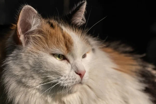 Portrait d'un beau chat adulte aux cheveux longs et duveteux de trois couleurs avec les yeux verts et le nez rose est à la lumière du soleil sur un fond sombre flou — Photo