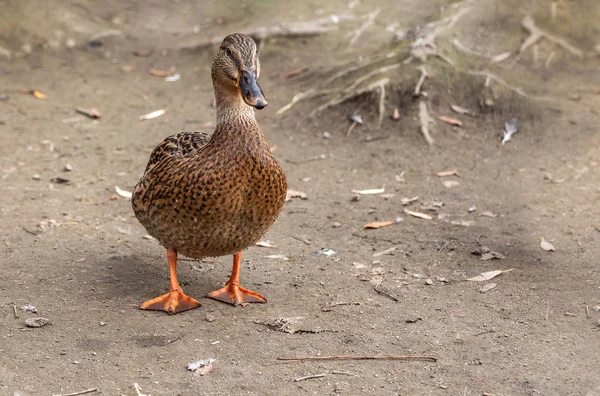 Pato adulto joven mojado gris y marrón con patas anaranjadas está de pie en el suelo gris junto al estanque en el parque en otoño —  Fotos de Stock