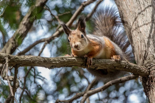 Écureuil gris et roux aux yeux noirs brillants assis sur une branche de pin brun sur le fond flou avec lumière bokeh dans un parc en automne et regarde une caméra — Photo