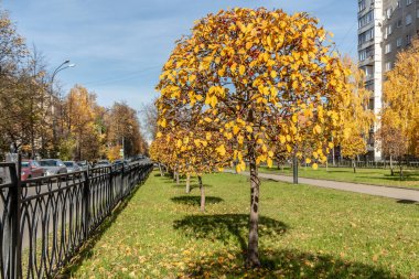 Sarı elma ağaçları, sonbaharda kasabanın yeşil çimlerinde toplanır.