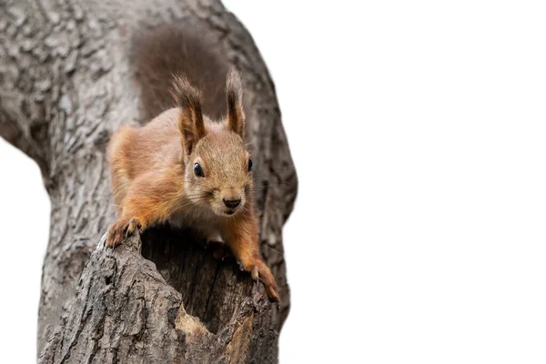 Rotes Eichhörnchen mit leuchtend schwarzen Augen steht auf einem Baum mit brauner Rinde an der Mulde auf weißem Hintergrund — Stockfoto