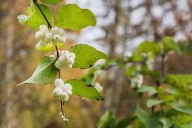 Sonbaharda yeşil yapraklı beyaz Svidina böğürtlen çalısı