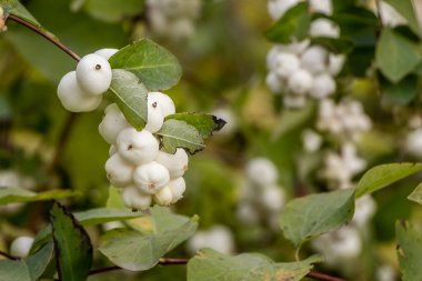Sonbaharda yeşil yapraklı beyaz Svidina böğürtlen çalısı