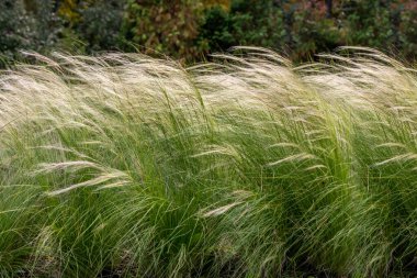 Yaz aylarında parkta koyu bir arka plan üzerinde sarı ve yeşil tüy çim