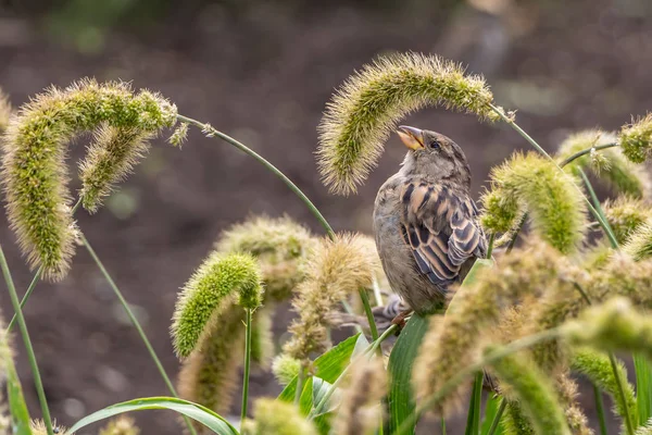 秋天，有趣的灰麻雀和褐色麻雀在公园里吃仙人掌草的种子 — 图库照片