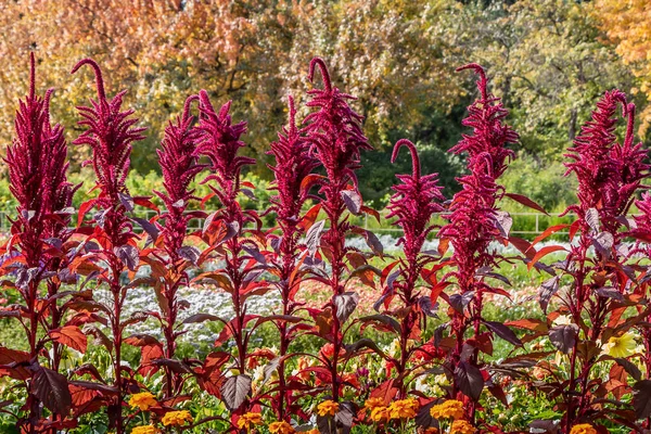 Hermosas hojas curvas rojas de Amaranthus gangeticus o tricolor en el macizo de flores en un jardín en verano —  Fotos de Stock