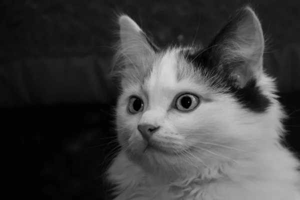 Черно-белый портрет красивой молодой пушистой длинноволосой трехцветной кошки с большими глазами на размытом фоне — стоковое фото