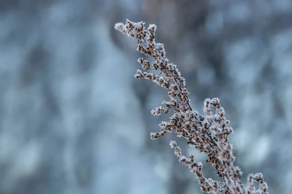 La rama de arbusto con nieve en invierno sobre un fondo azul — Foto de Stock