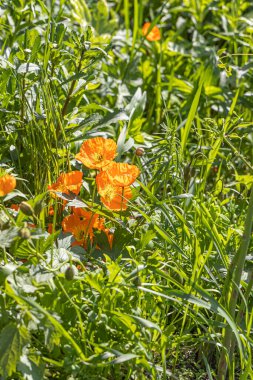 Sarı ve turuncu gelincik çiçekleri yazın bir parkta yaprakların ve otların yeşil arka planında yetişir.