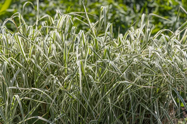 Beautiful horizontal texture of green Reed canary grass is in summer — Stock Photo, Image