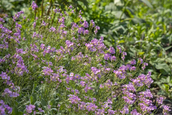 Bir grup menekşe Linum alpinyumu ya da Mavi Flax çiçekleri yazın bir parkta yaprakların ve çimenlerin yeşil arka planında büyür. — Stok fotoğraf