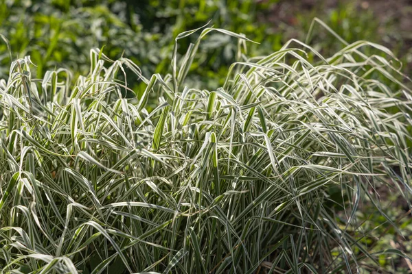 Bella trama orizzontale di erba canaria Reed verde è in estate — Foto Stock