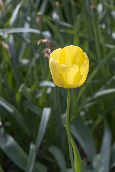 Tulipán amarillo con estambres y pestle está sobre un fondo verde borroso — Foto de Stock