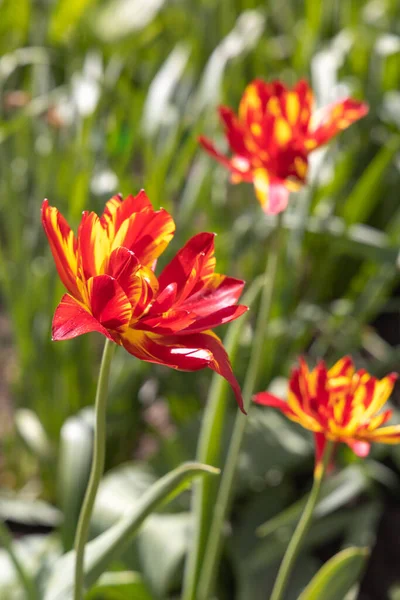 Group of Yellow and red tulips with stamens and pestle is on a blurred green background — Stock Photo, Image