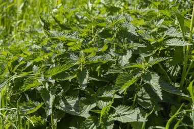 Bir grup genç ısırgan otunun parlak yeşil dokusu yazın parktadır.
