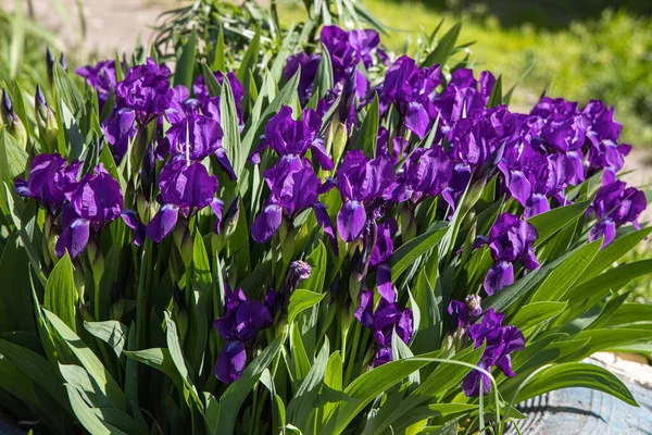 Группа фиолетовых ирисовых цветов растет на зеленом фоне листьев и травы в парке летом — стоковое фото