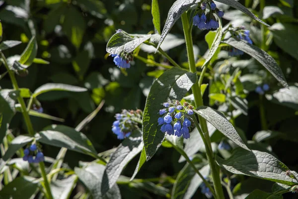 Grupo Flores Confrei Ásperas Espinhosas Azuis Cresce Fundo Verde Folhas — Fotografia de Stock
