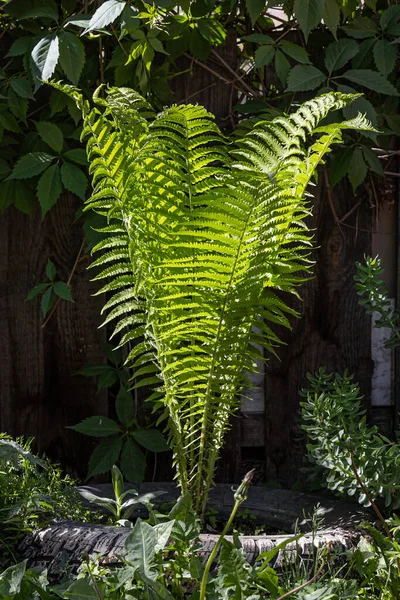 Vackra gröna blad av ormbunke växer på sommaren — Stockfoto