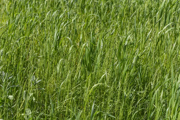 Gyönyörű vízszintes textúra zöld Creeping Wild Rye fű nyáron — Stock Fotó