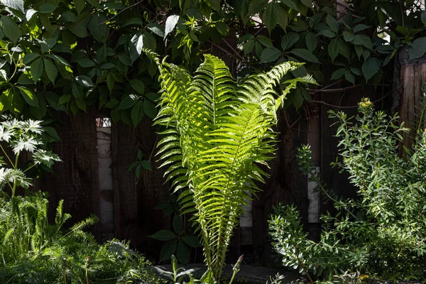 Vackra gröna blad av ormbunke växer på sommaren — Stockfoto