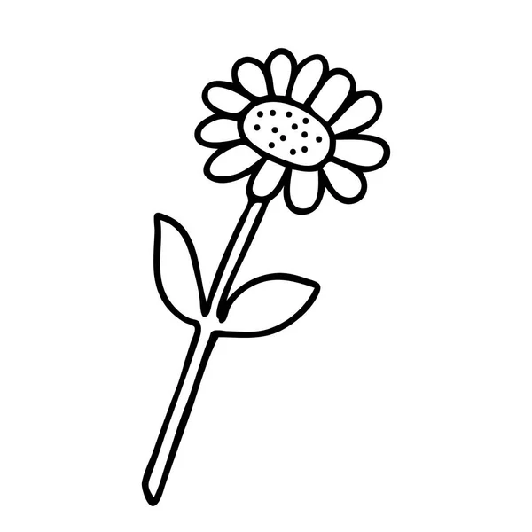 Illustration vectorielle d'une fleur de camomille noire isolée sur fond blanc — Image vectorielle