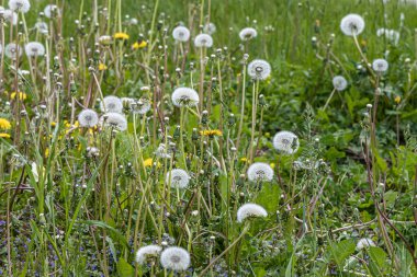 Beyaz ve sarı karahindiba sürüsü yeşil bir arka planda yetişiyor. Fotoğrafta gördüğümüz gibi.
