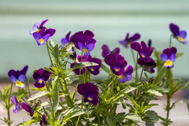 Yeşil yapraklı güzel mavi ve mor menekşe kır çiçekleri yaz bahçesinde.