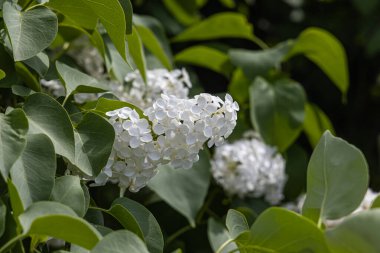 Yeşil yaprakları ve tomurcukları olan beyaz bir leylak dalı yazın bulanık yeşil bir arka planda çiçek açar.