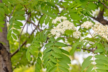 Yeşil yapraklı sarı mantarlı Rowan beyaz çiçeklerinin güzel narin cilveleri yazın parkta bulanık bir arka plandadır.