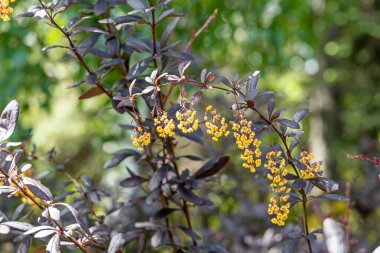 Bir grup böğürtlen çalısı, parlak kırmızı yapraklar ve parlak dikenli dikenler yazın bir parkta.