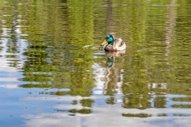 Sarı burunlu ve yeşil boyunlu gri ve kahverengi genç bir ördek yazın parkta gölette yüzüyor.