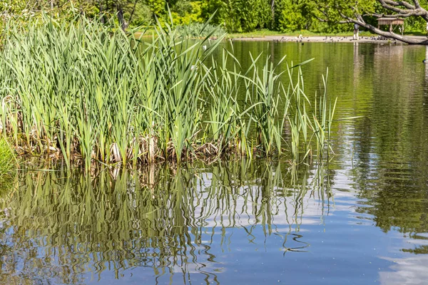 A Horizontal texture of green grass reeds is by a pond in summer