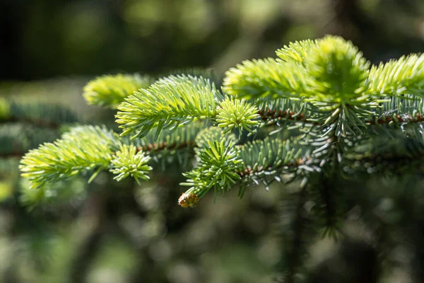 Ветвь елки на зеленом фоне для украшения Рождества — стоковое фото