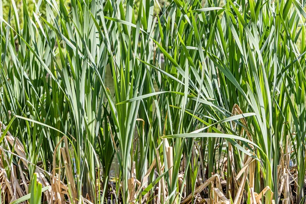 Horizontal texture of green grass reeds is by a pond in summer — Stock Photo, Image