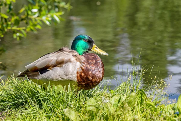 Graue und braune junge erwachsene Ente mit gelber Nase und grünem Kopf steht im Sommer auf dem nassen Gras am Teich im Park — Stockfoto