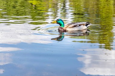Sarı burunlu ve yeşil boyunlu gri ve kahverengi genç bir ördek yazın parkta gölette yüzüyor.