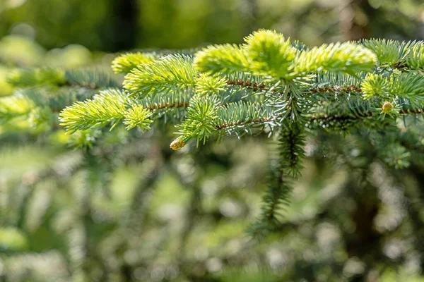 Noel Süslemesi Için Köknar Ağacı Dalı Yeşil Arka Planda — Stok fotoğraf