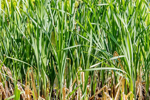 Horizontal Texture Green Grass Reeds Pond Summer — Stock Photo, Image