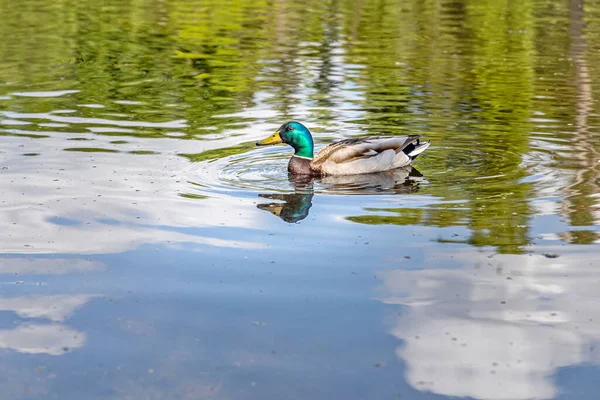 Eine Grau Braune Junge Ente Mit Gelber Nase Und Grünem — Stockfoto