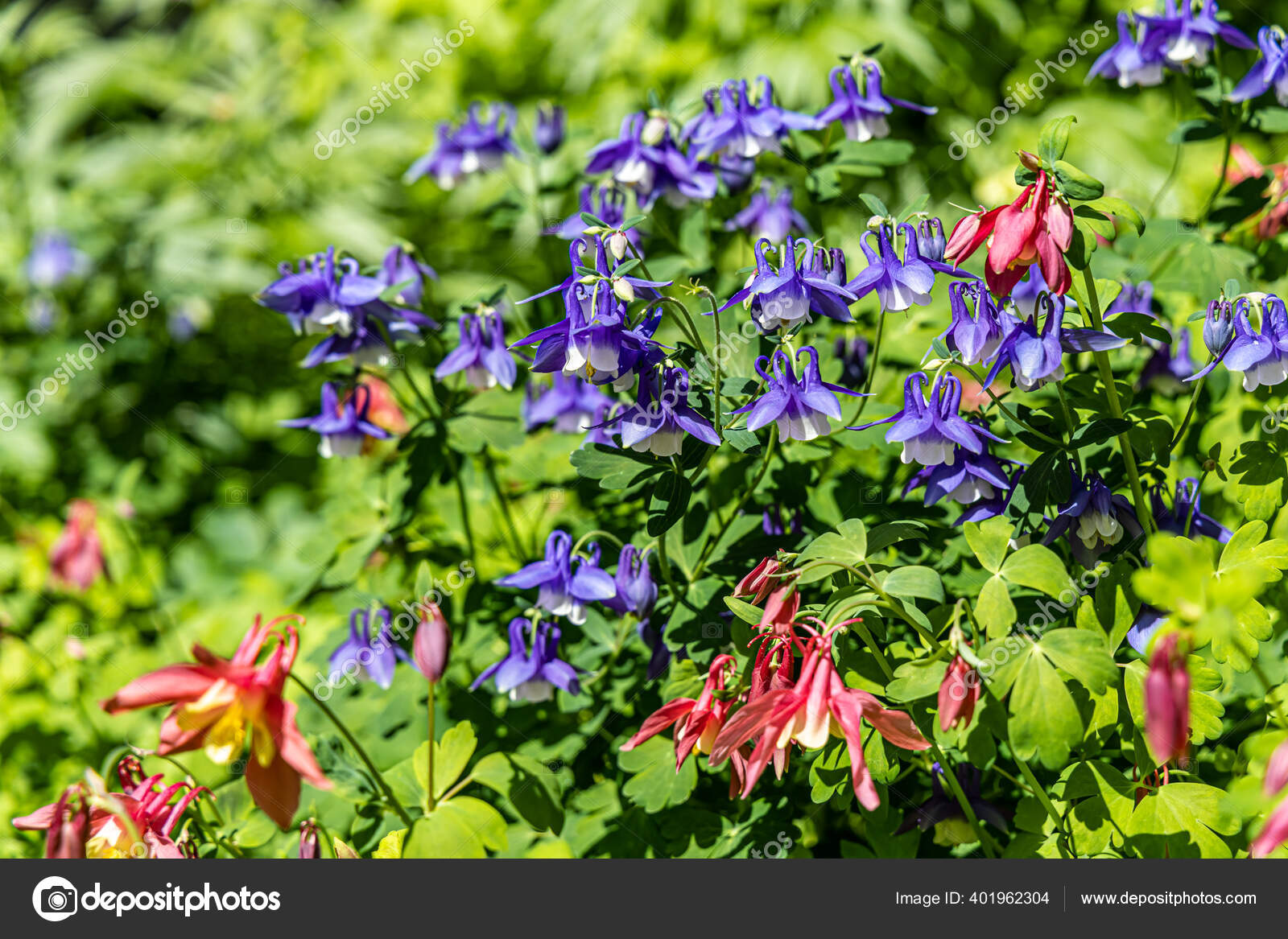 Bouquet Violet Wildflowers Aquilegia Green Leaves Background Stok Foto C Qklatan 401962304