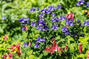 Bir buket menekşe kır çiçeği Aquilegia yeşil yapraklı arka planda