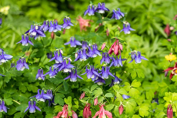 Bouquet Von Violetten Wildblumen Aquilegia Ist Auf Einem Grünen Blätterhintergrund — Stockfoto