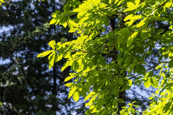 Parlak Yeşil Meşe Yaprakları Yazın Parktadır — Stok fotoğraf